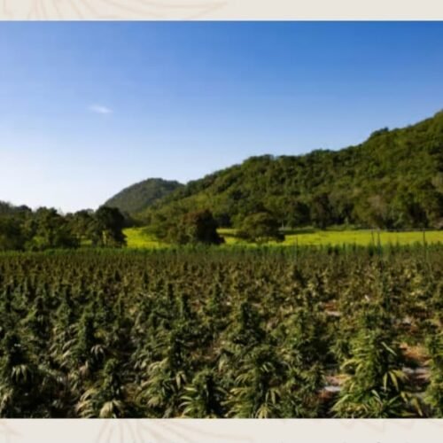 WhatsApp Image 2026-01-07 at 4.23.42 AM